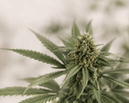 Cannabis Blüten Kaufen